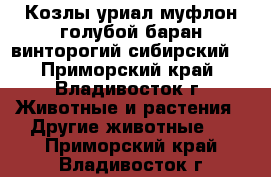 Козлы уриал,муфлон,голубой баран,винторогий,сибирский. - Приморский край, Владивосток г. Животные и растения » Другие животные   . Приморский край,Владивосток г.